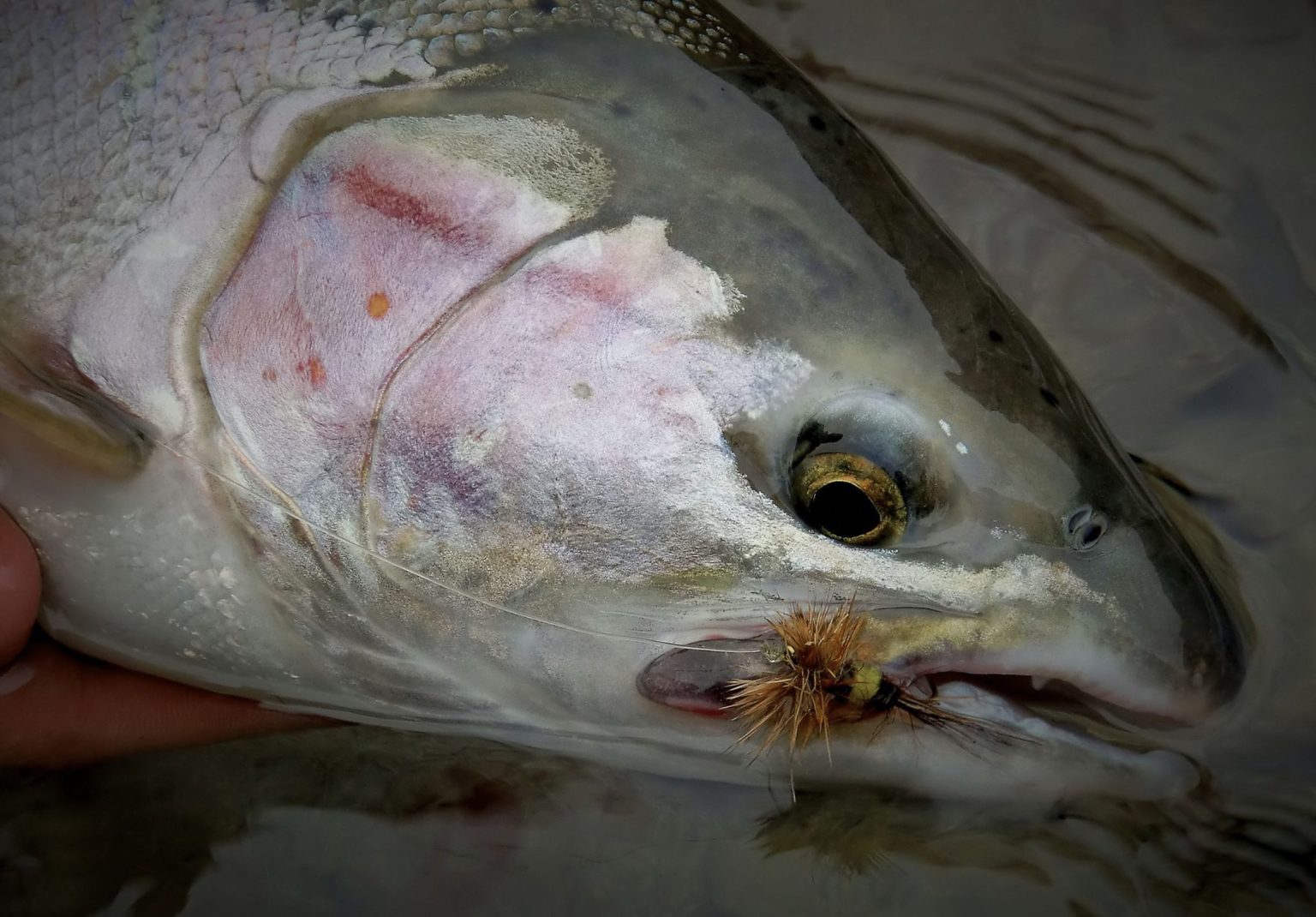 Wake Fly Skate And Dry Flies For Steelhead | Fishmadman.com