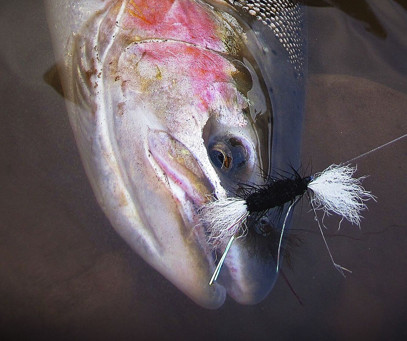 Salmon Stringer Fly Tying Video  The Caddis Fly: Oregon Fly Fishing Blog