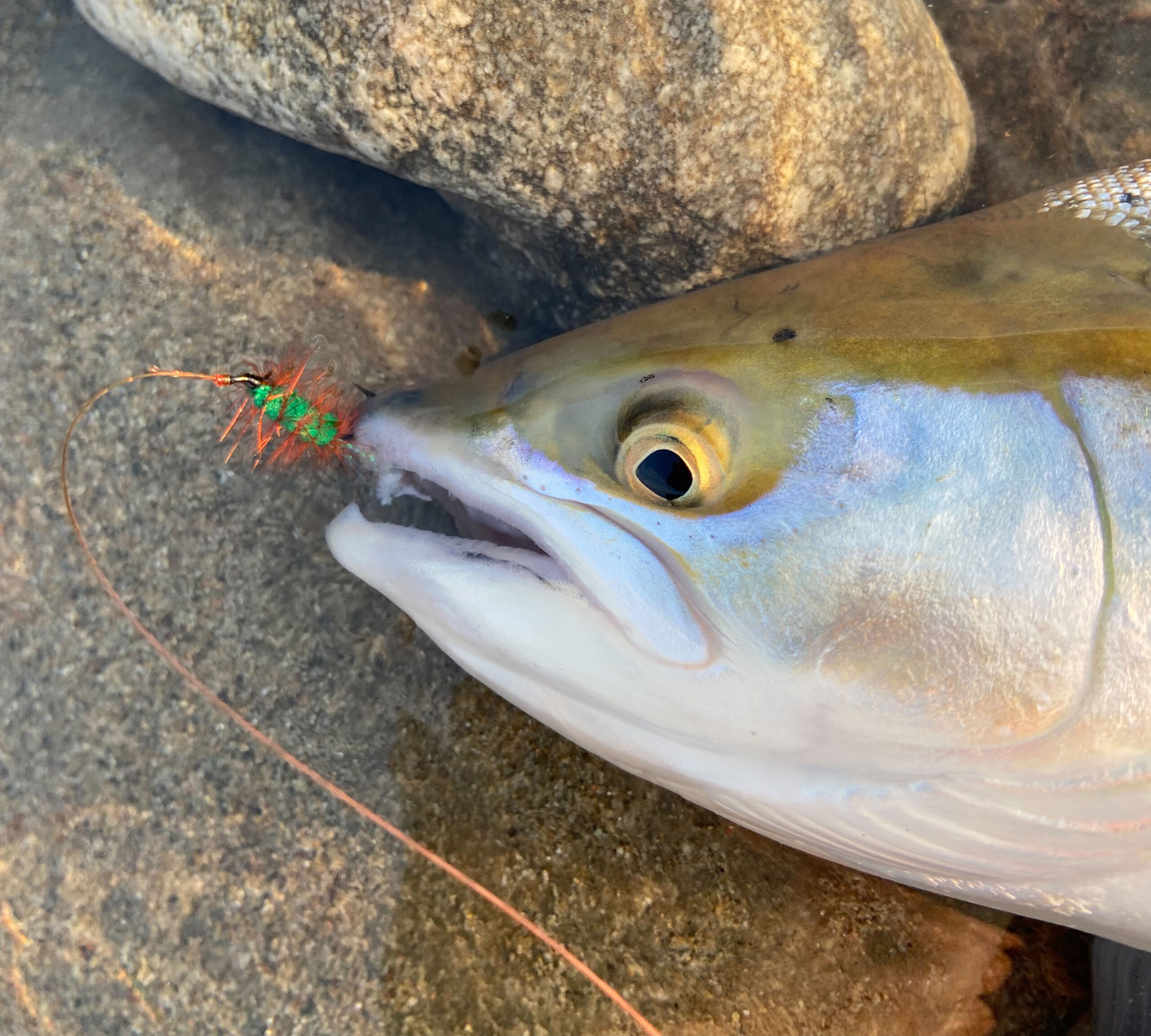 Trout LOVE These JAPANESE Baits But Nobody Knows About Them!!! Trout Gear  Breakdown!! 