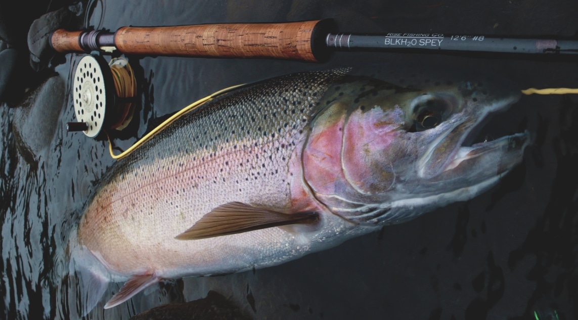 Steelhead on wake fly