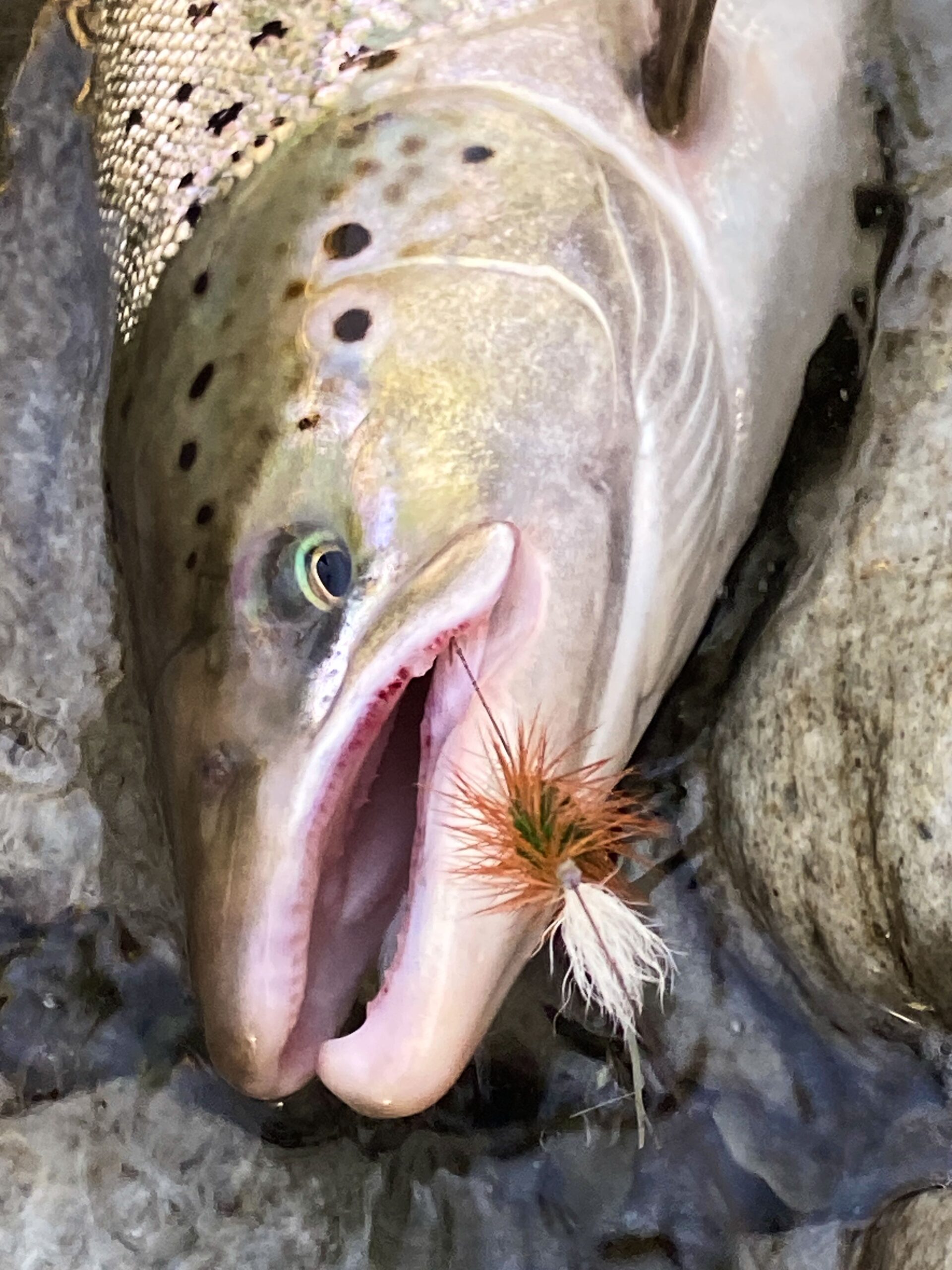 Salmon on Dark Green Tube Bomber