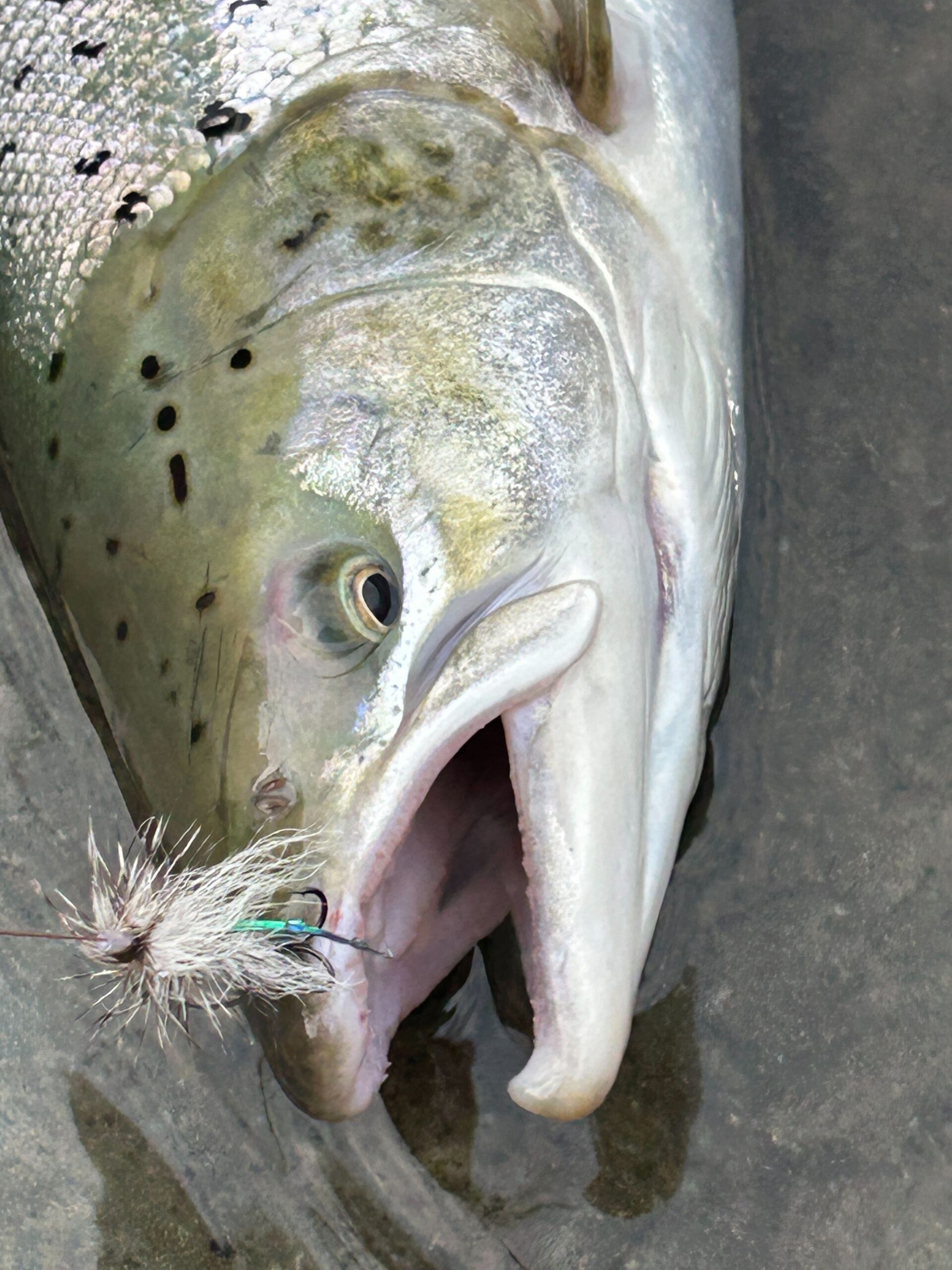 Salmon on white tube Bomber