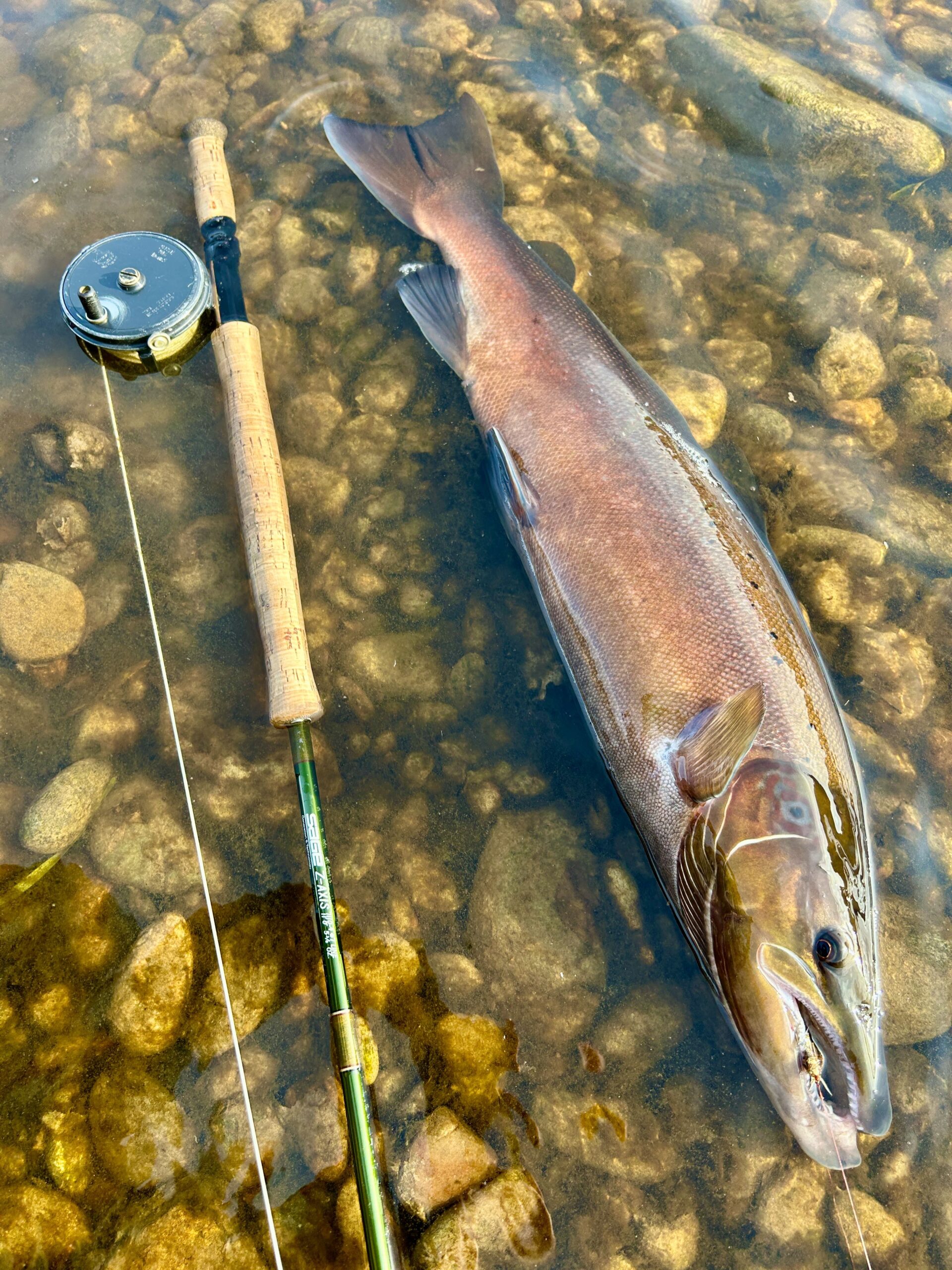 Double Gold Bead Stonefly