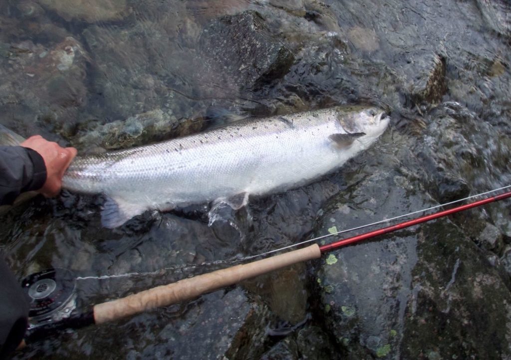 Fishmadman.com | salmon fly below | Fishing wet fly for salmon and ...